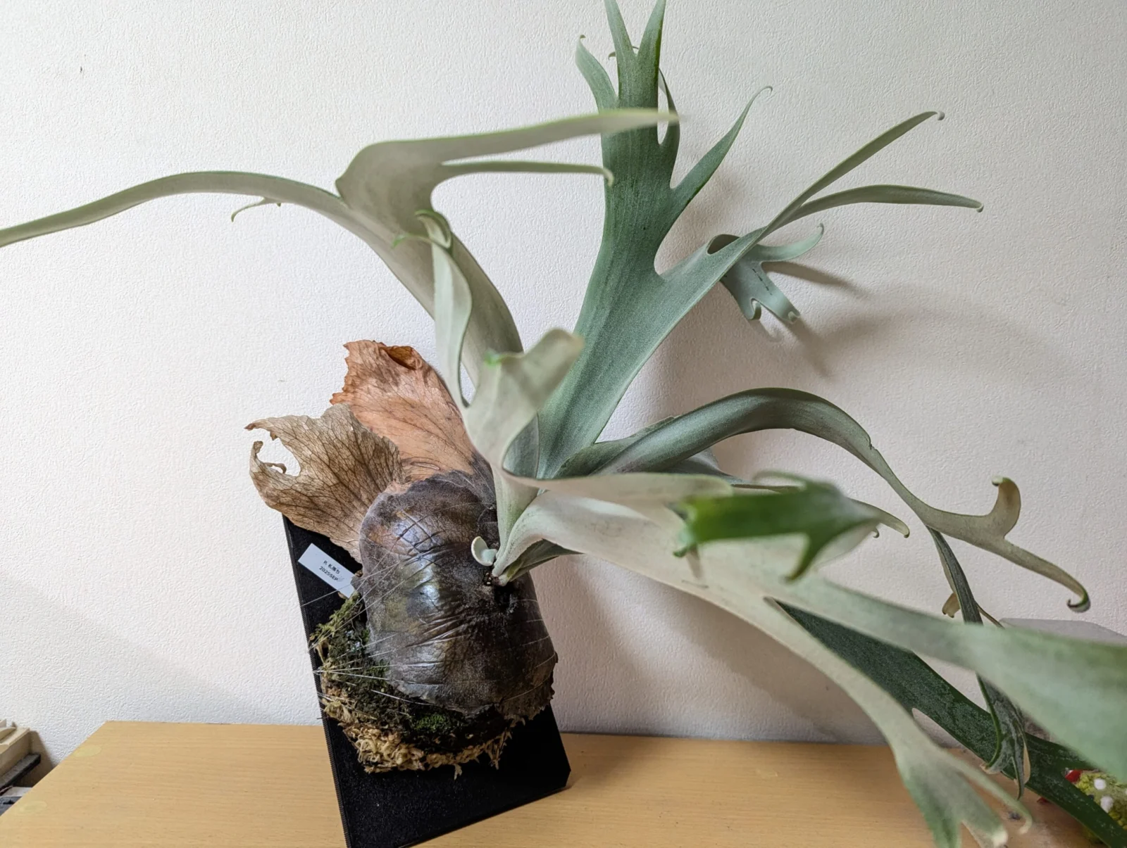 ビカクシダ　札落ち