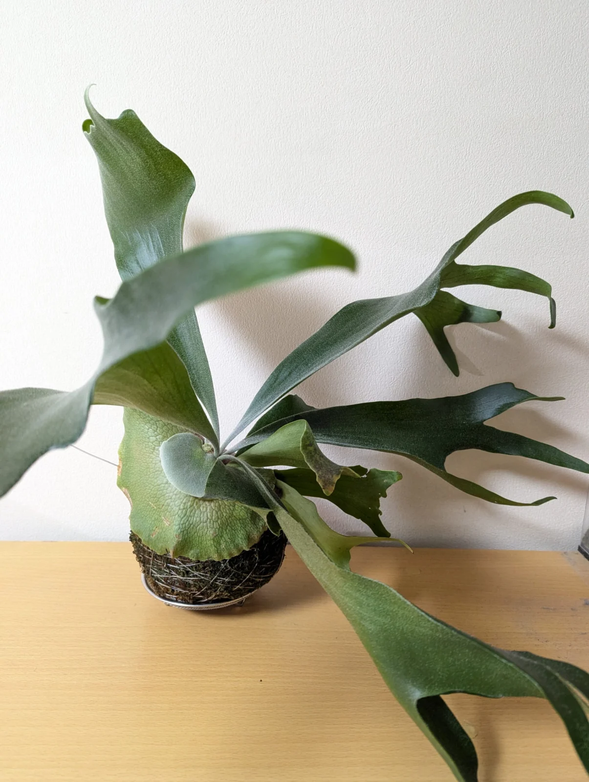 ビカクシダ ネザーランド