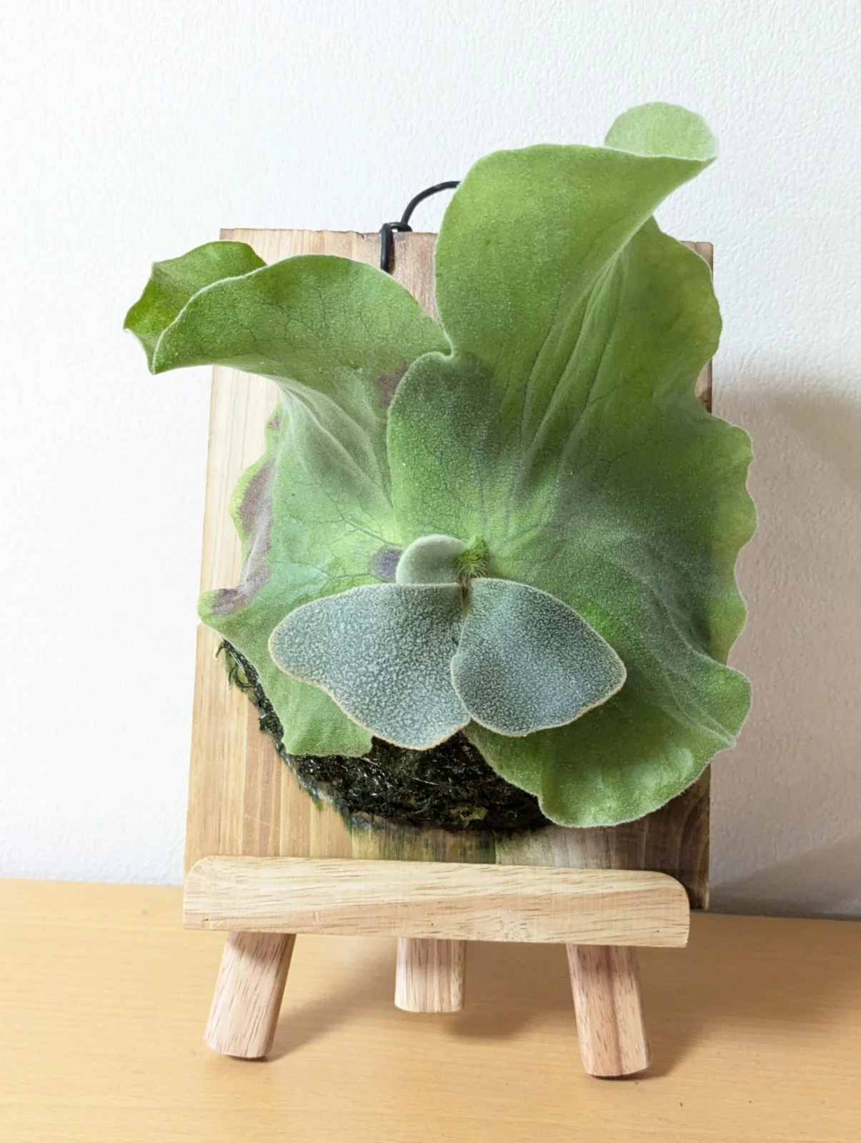 ビカクシダ アンティス