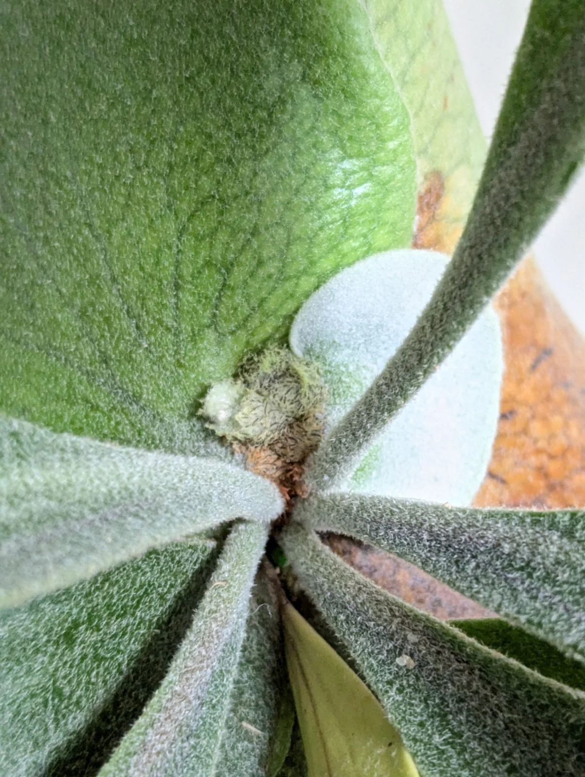 ビカクシダ ネザーランド 成長点分岐