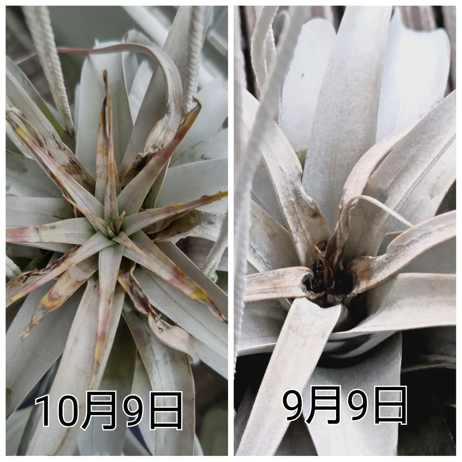 キセログラフィカ 巨大化計画 日焼け 1ヶ月後