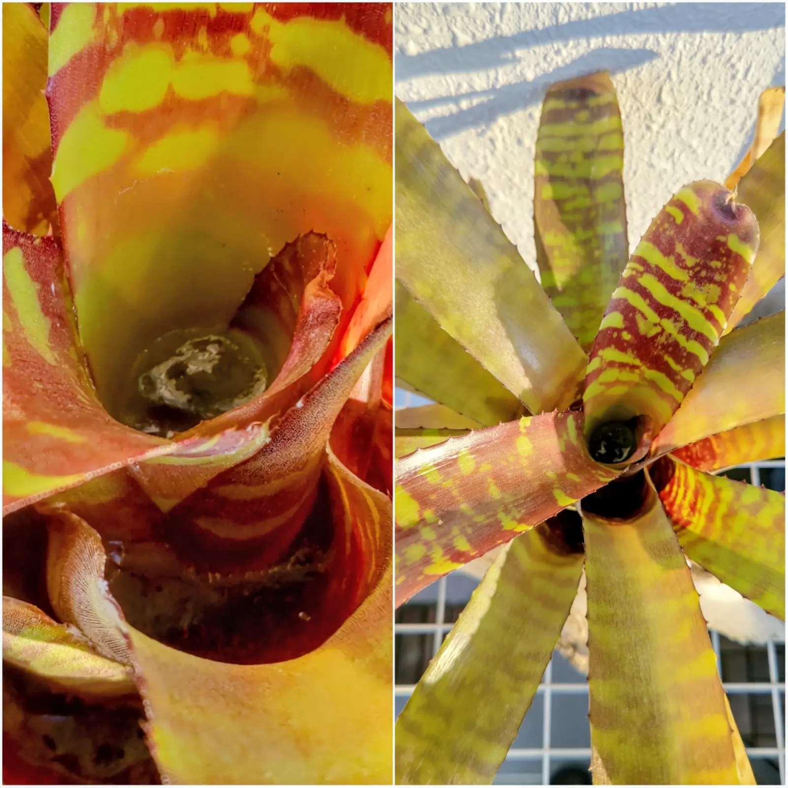 ネオレゲリア 耐寒実験