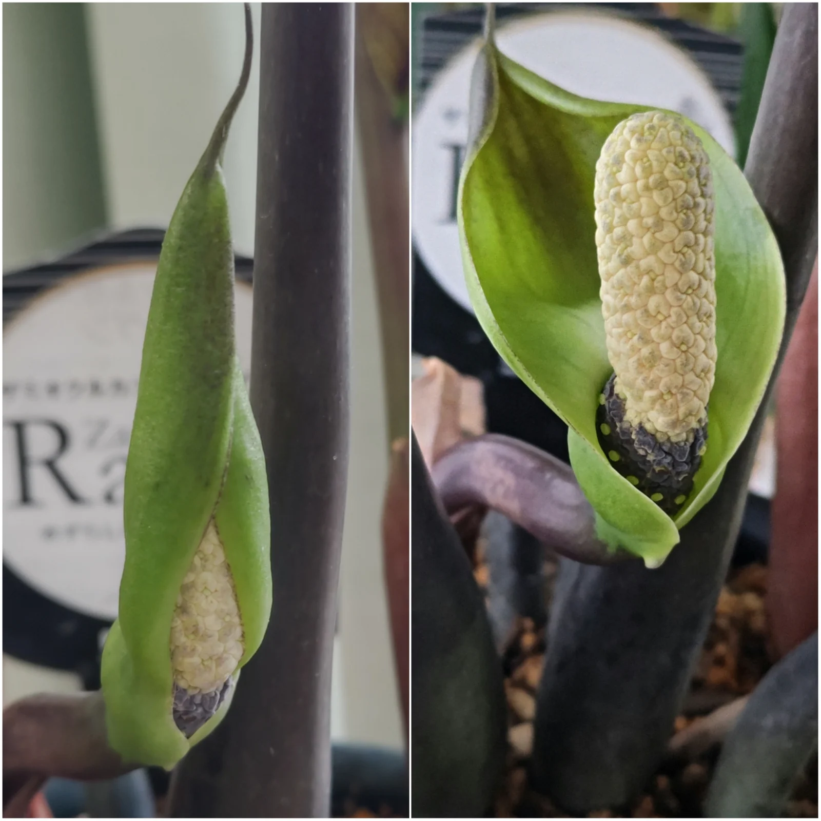ザミオクルカス レイヴン 花 肉垂花序 肉穂花序