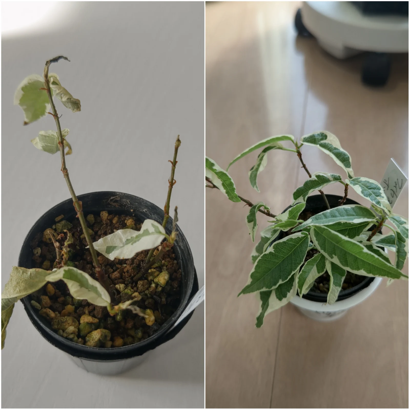 フィカス ラディカンス ホワイト 復活