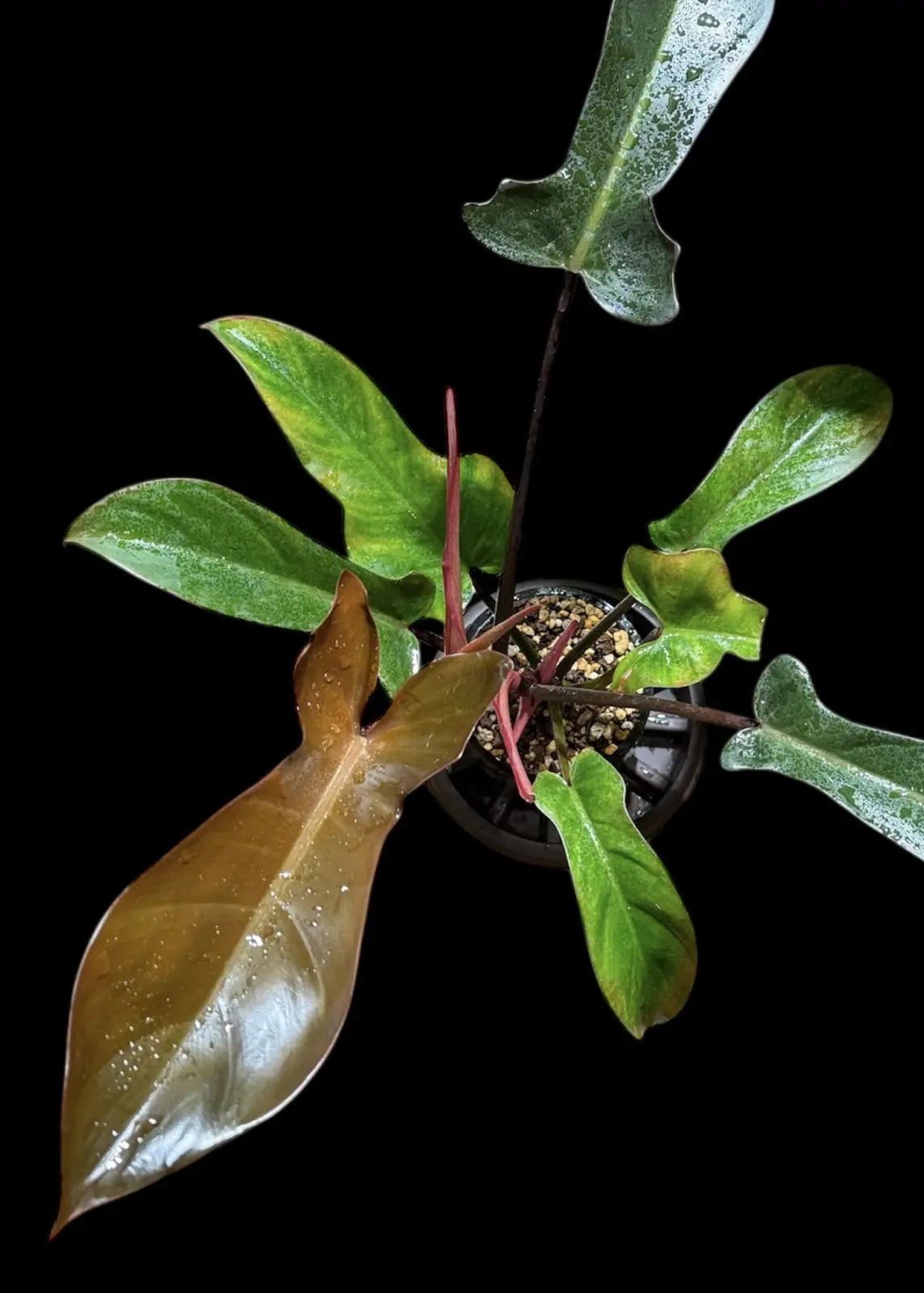 フィロデンドロン フロリダブロンズ