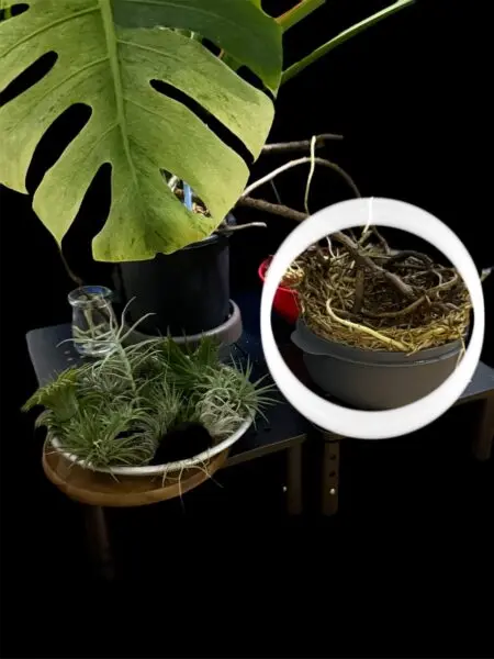 モンステラ　気根液肥　室内　不快害虫