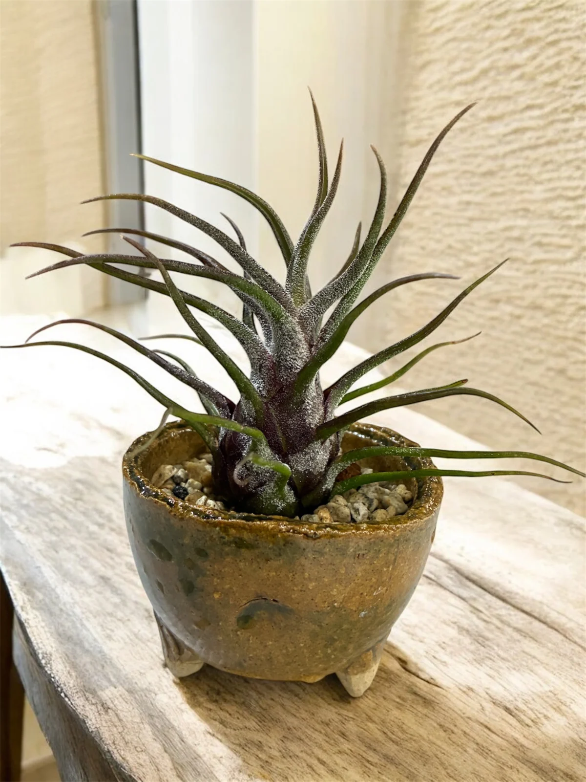 ティランジア プルイノーサ