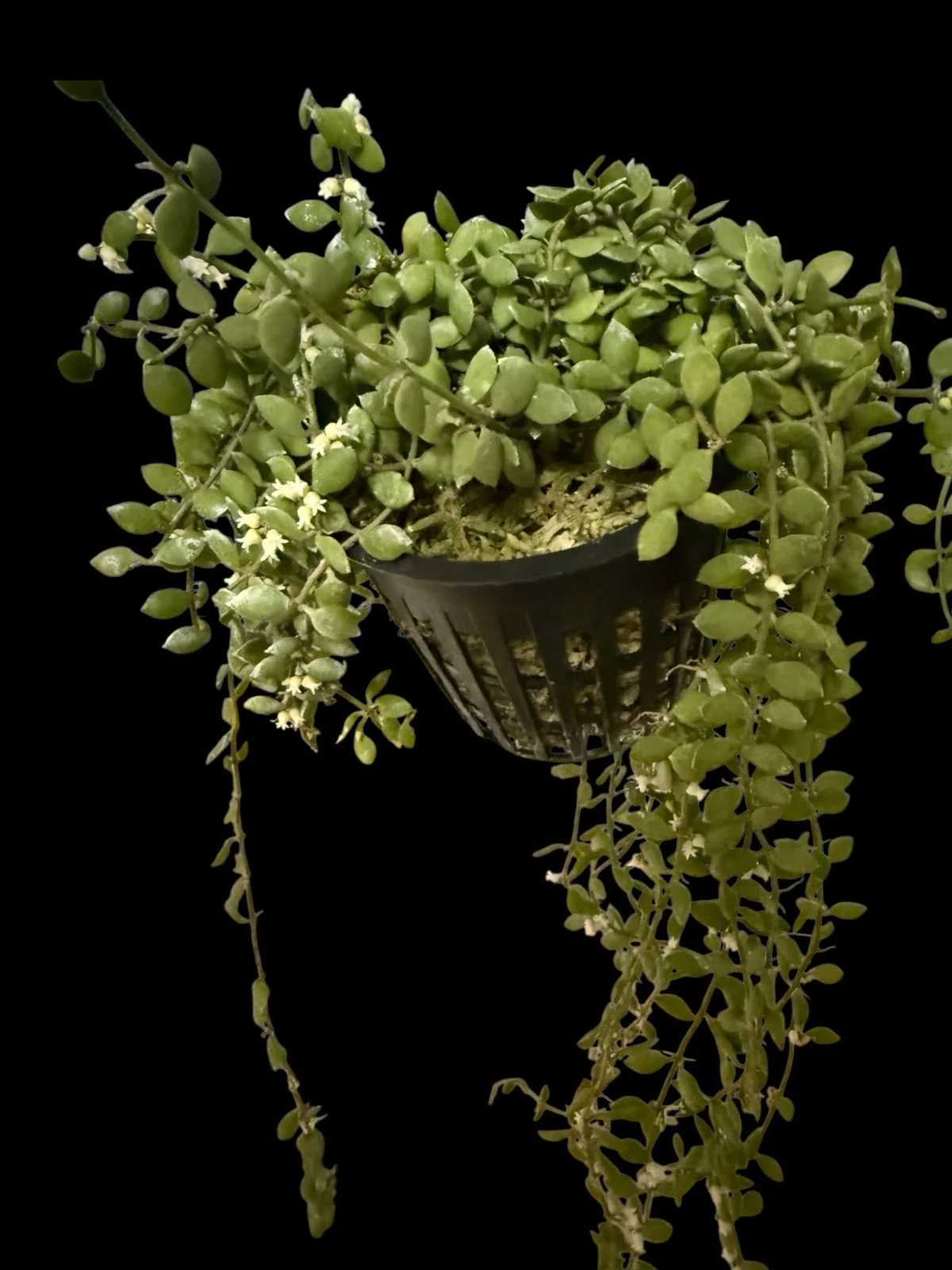 ティスキディア　sp お花