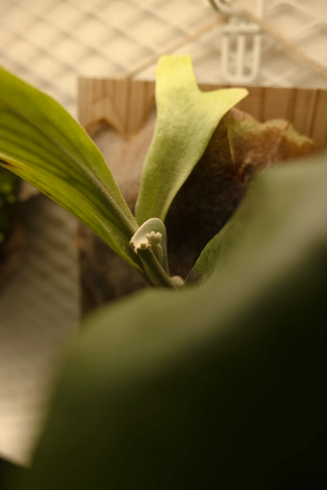 ビカクシダ MW#201003