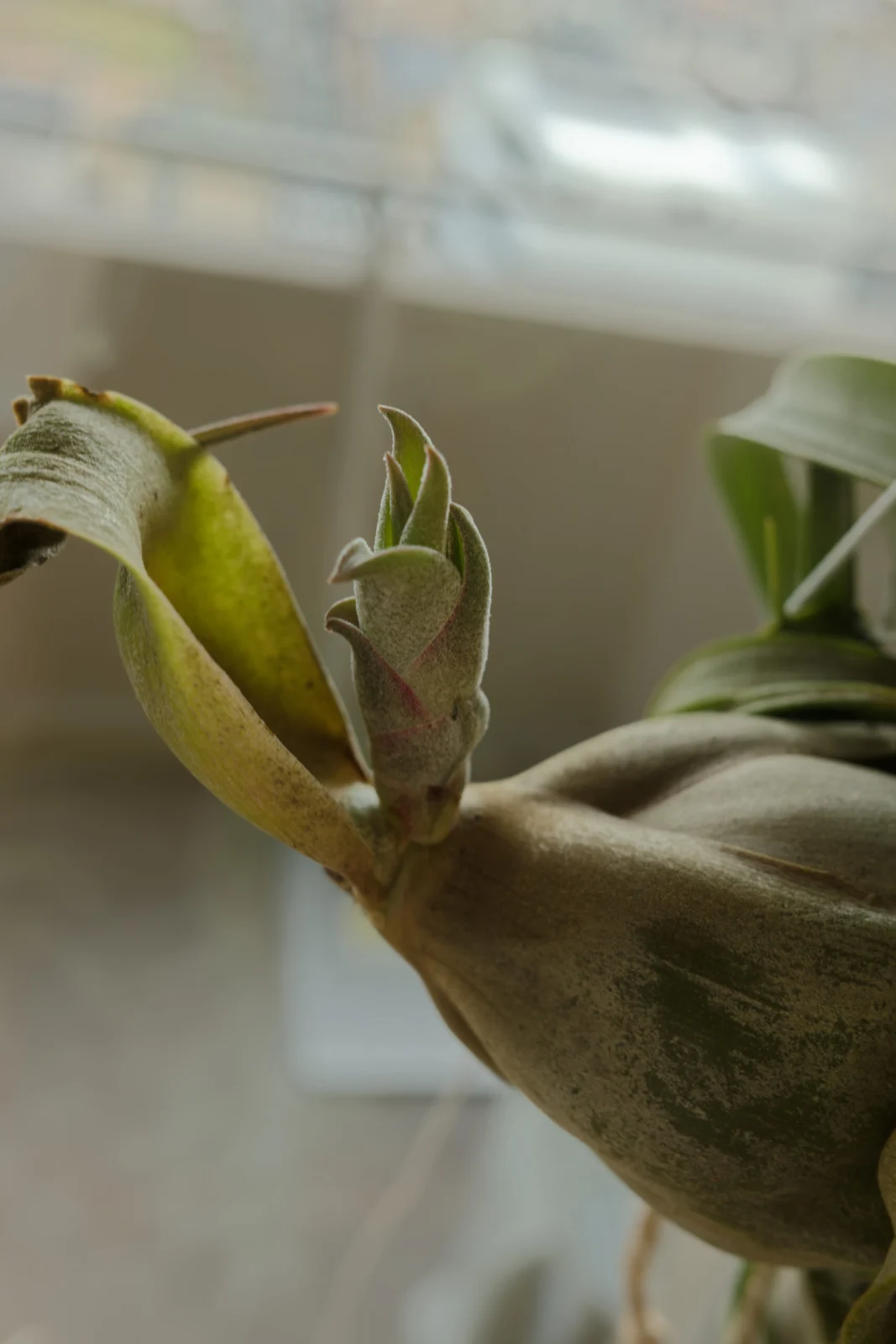 ティランジア　カーリースリム