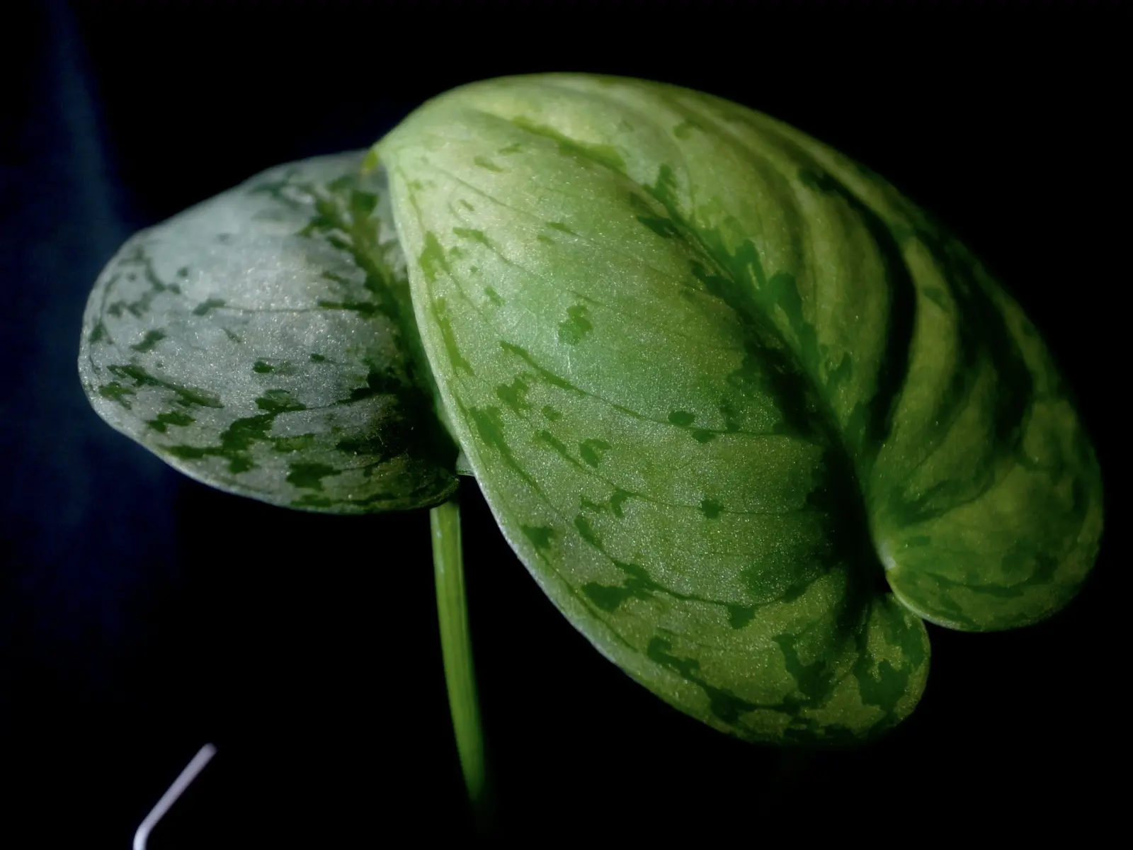 スキンダプサス sp.Jambi