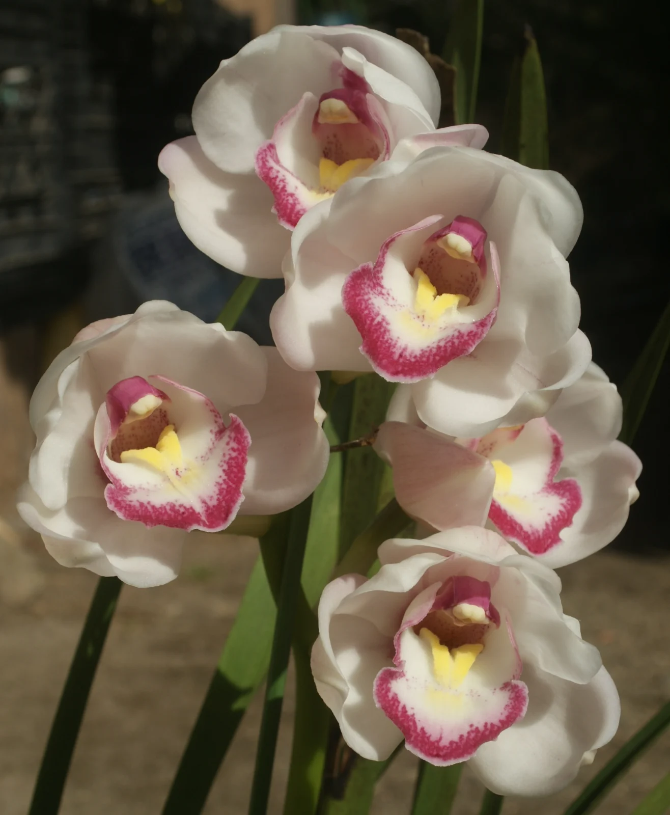 シンビジウム　ホワイトクリスタル・ブリジットバルドー