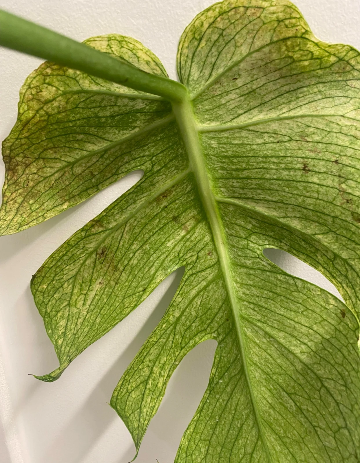 モンステラ・ホワイトモンスター