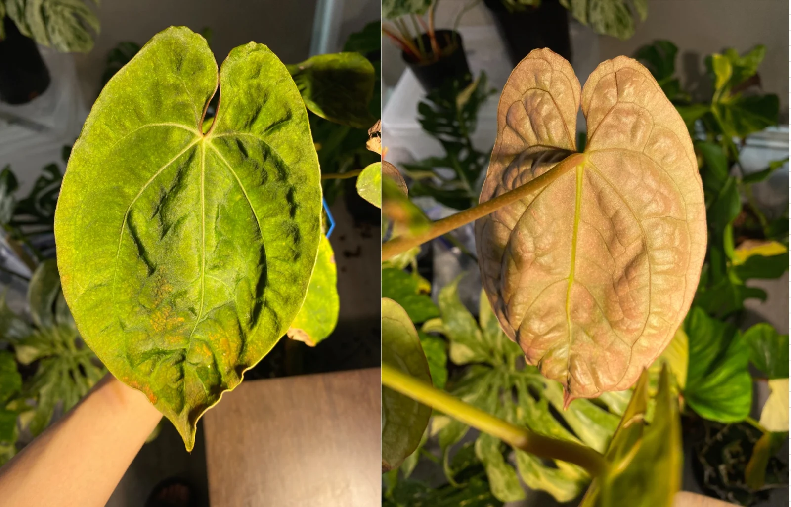 アンスリウム・レッドヴェイン・ダークフェニックス x ダーケスト・パナマ