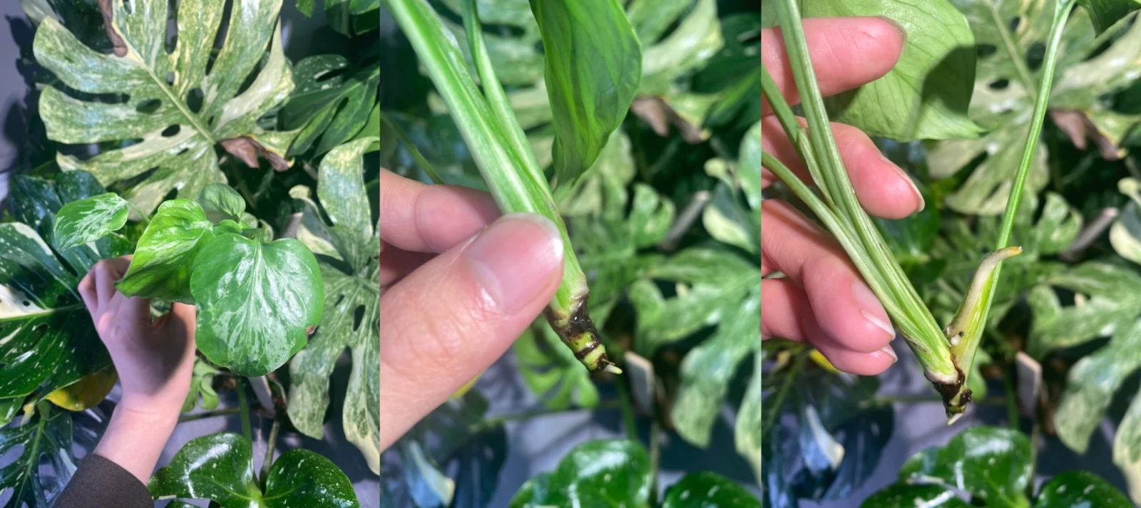 モンステラ・ベトシオーサ