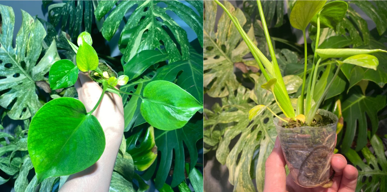 モンステラ・ベトシオーサ (先祖がえり？)