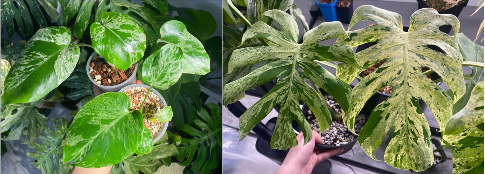 モンステラ・バルバソーとベトシオーサ