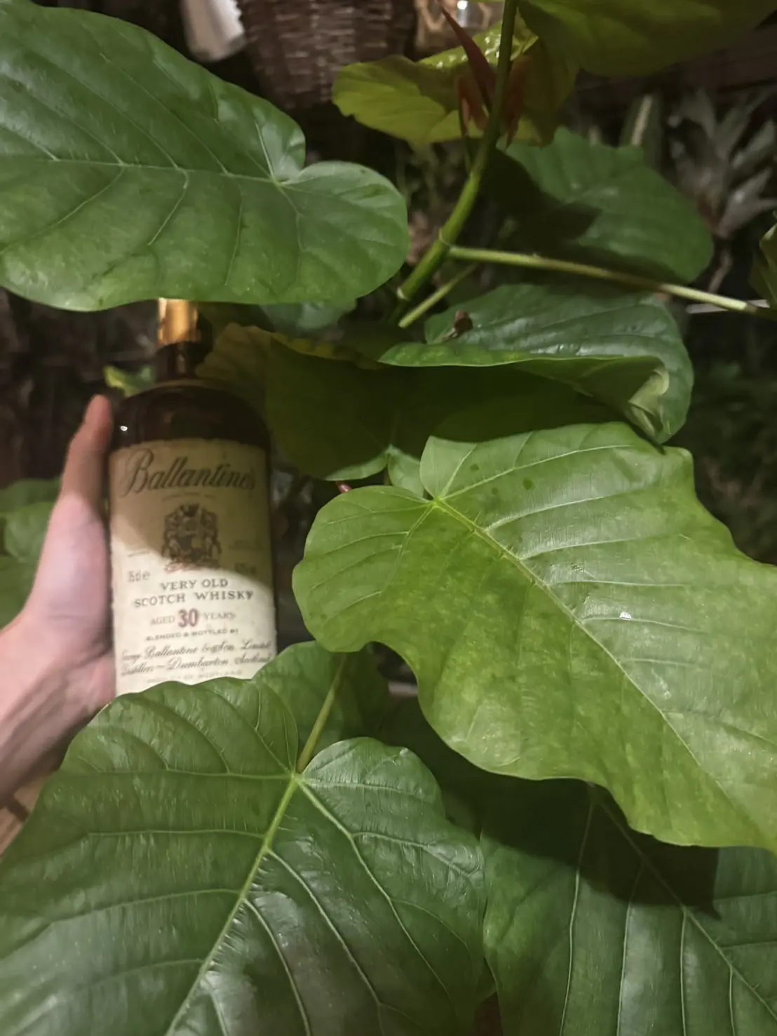 フィカス　ウンベラータ