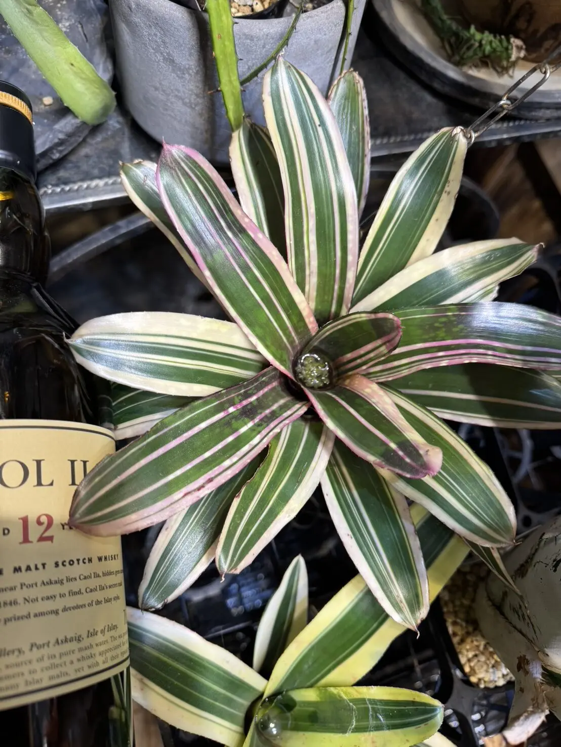 ネオレゲリア always karen オルウェイズカレン