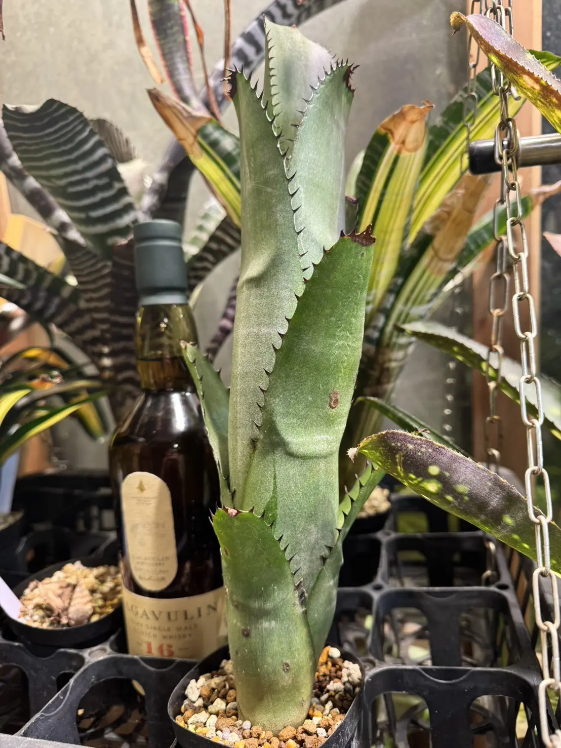 Billbergia alfonsi-joannis ビルベルギア 原種