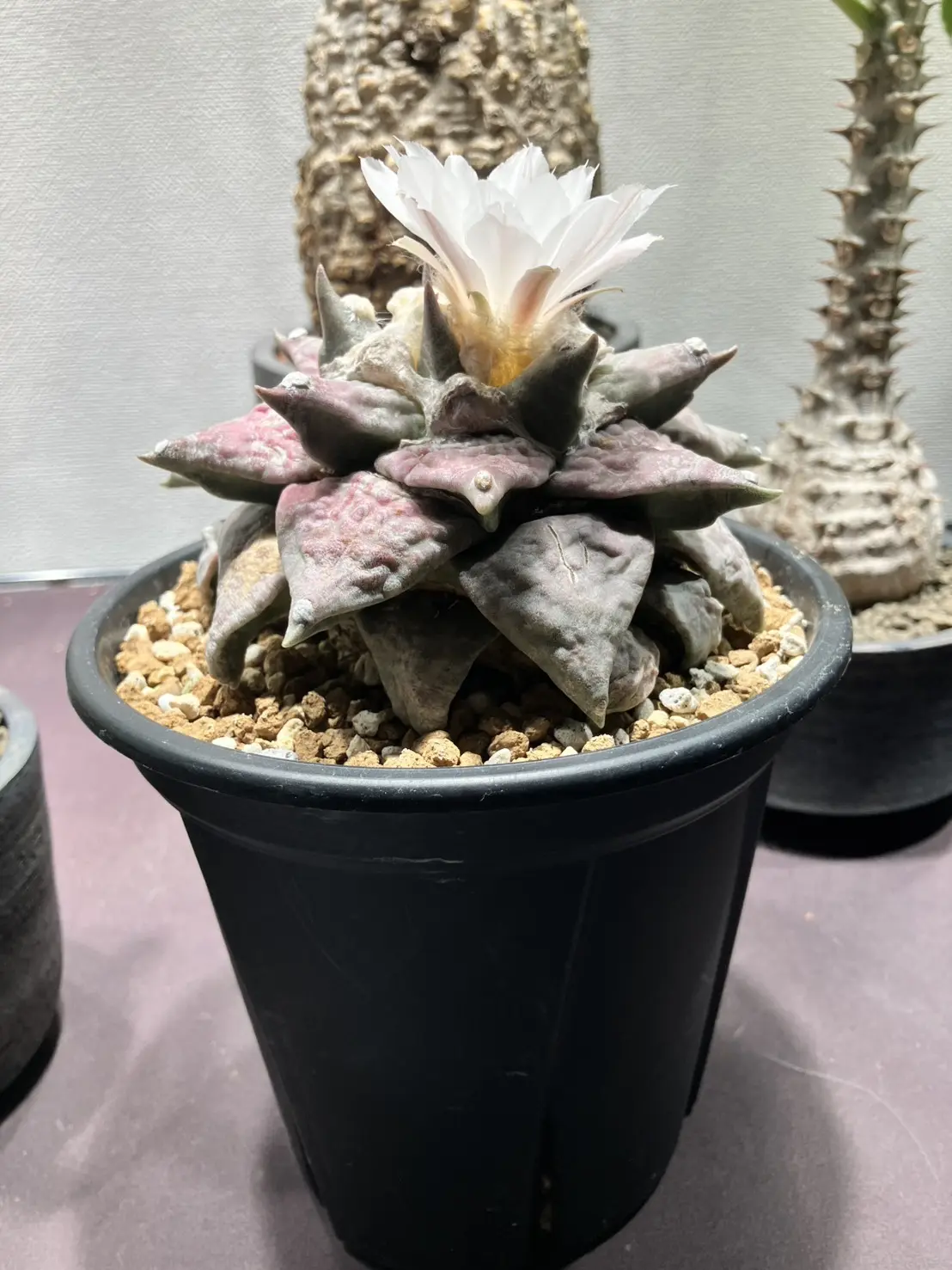 アリオカルプス　怒涛花牡丹