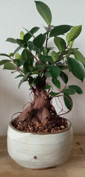 ガジュマル