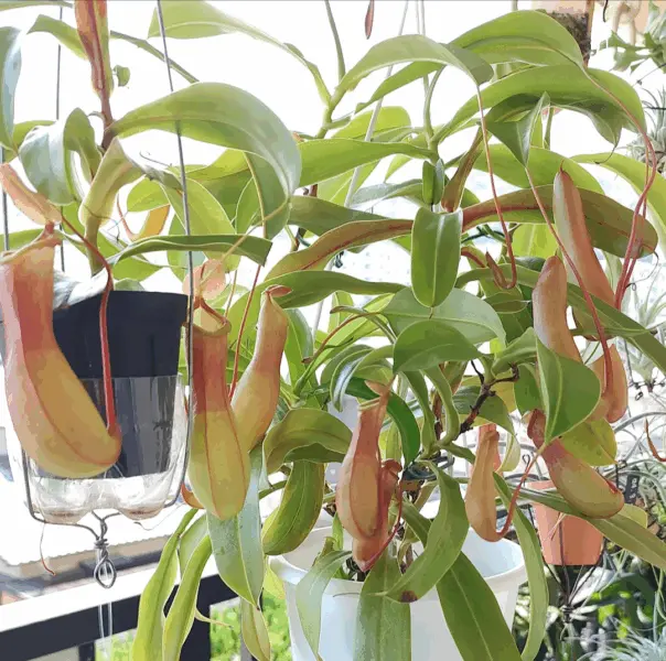 ウツボカズラ ネペンテス 食虫植物