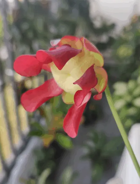 サラセニア 食虫植物