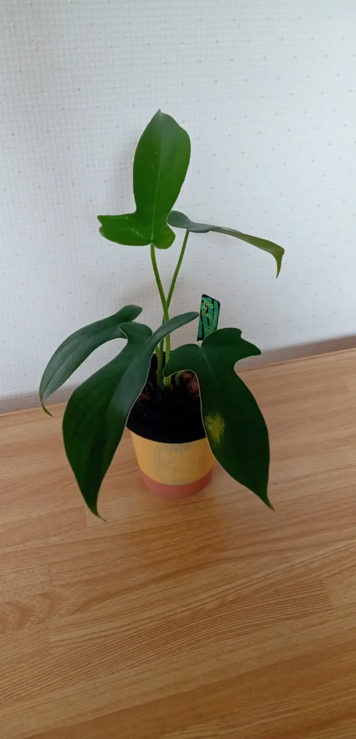 フィロデンドロン　グラッドハンズ
