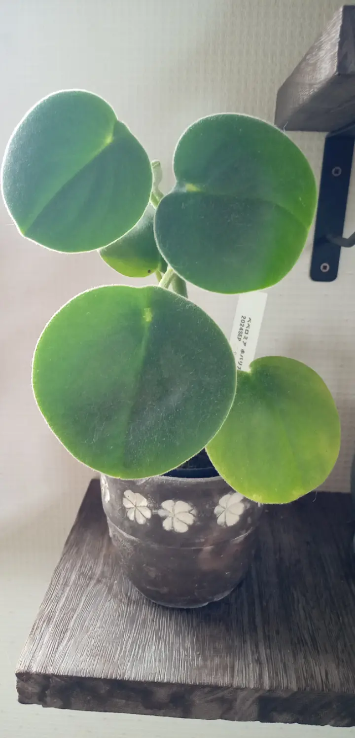 ペペロミア　ホバリア