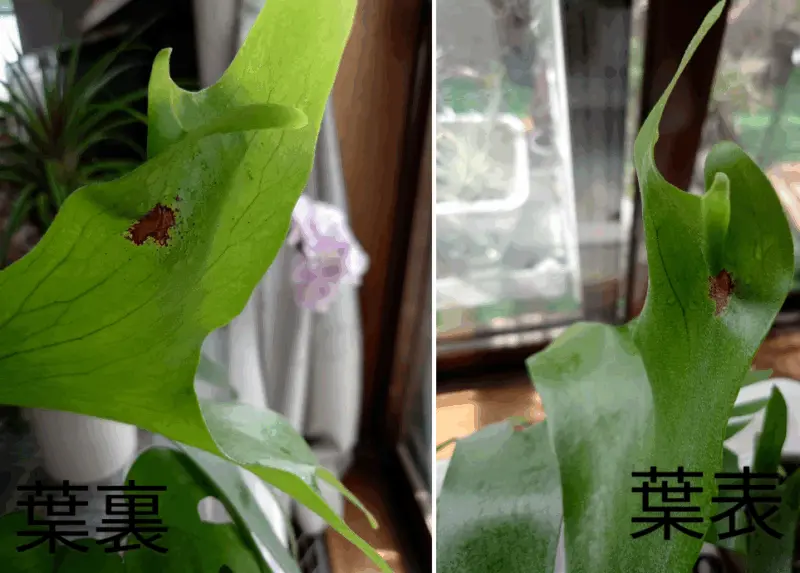 ビカクシダ ゲイシャ 葉にキズ ？ 虫 ？