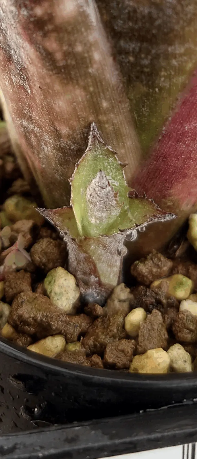 ビルベルギア　エフカイ　子株