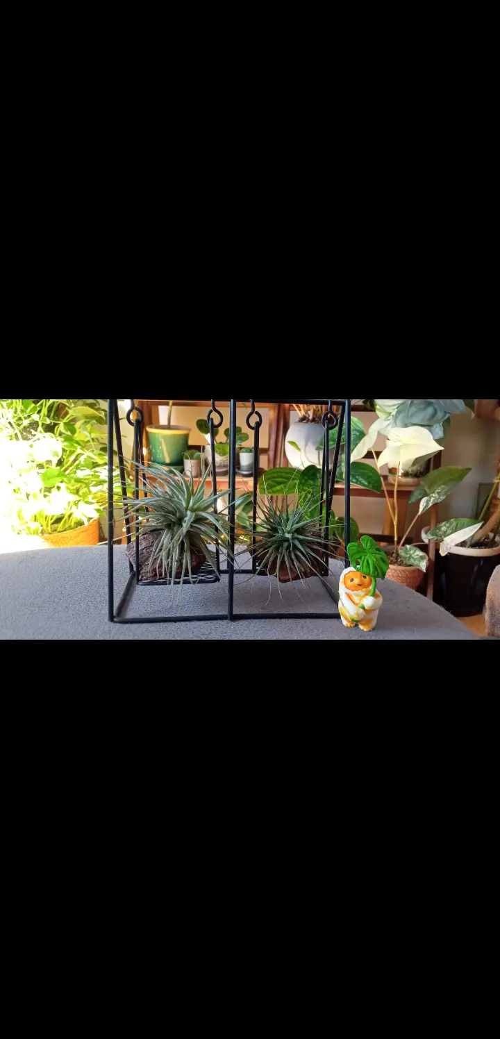 ティランジア　イオナンタ　100均