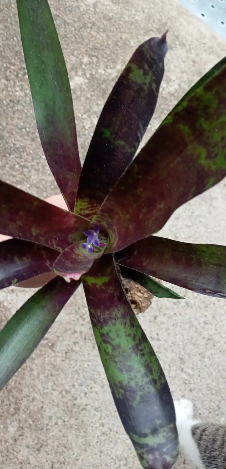 タンクブロメリア　札落ち