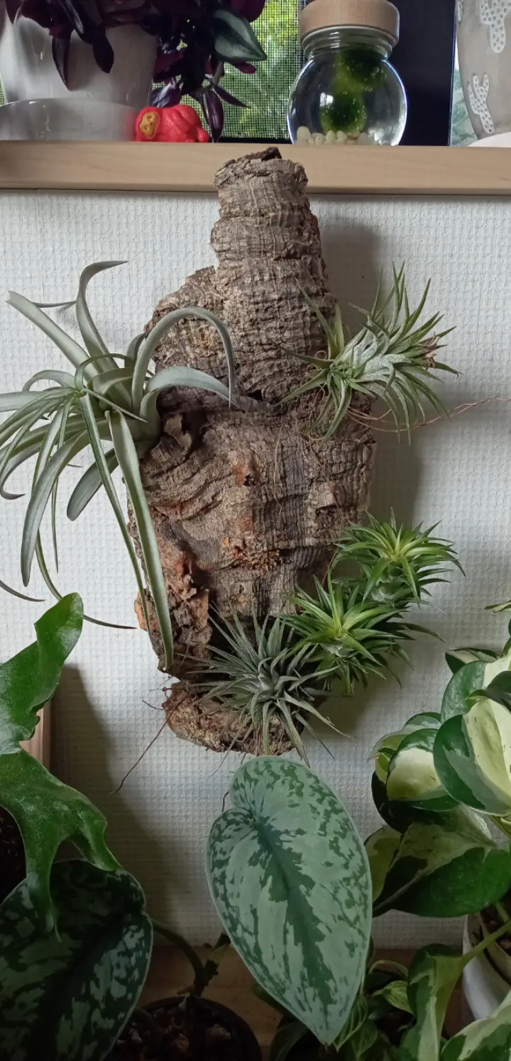 ティランジア　何か