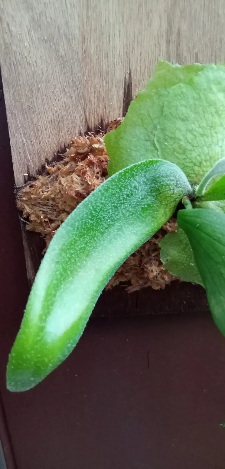 ビカクシダ　ネザーランド