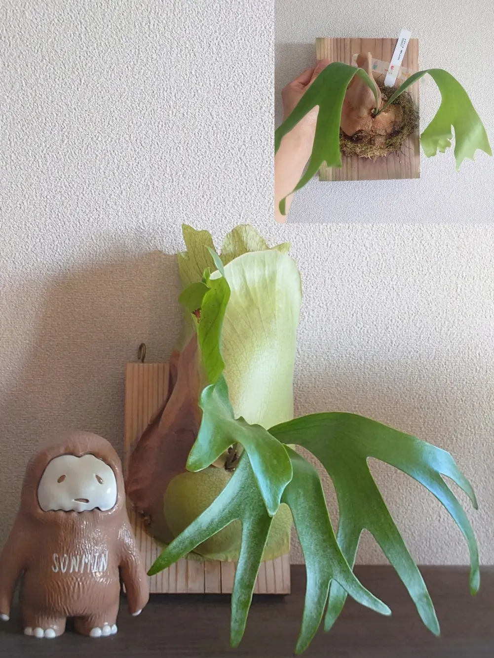 ビカクシダ MWH ゲイシャ