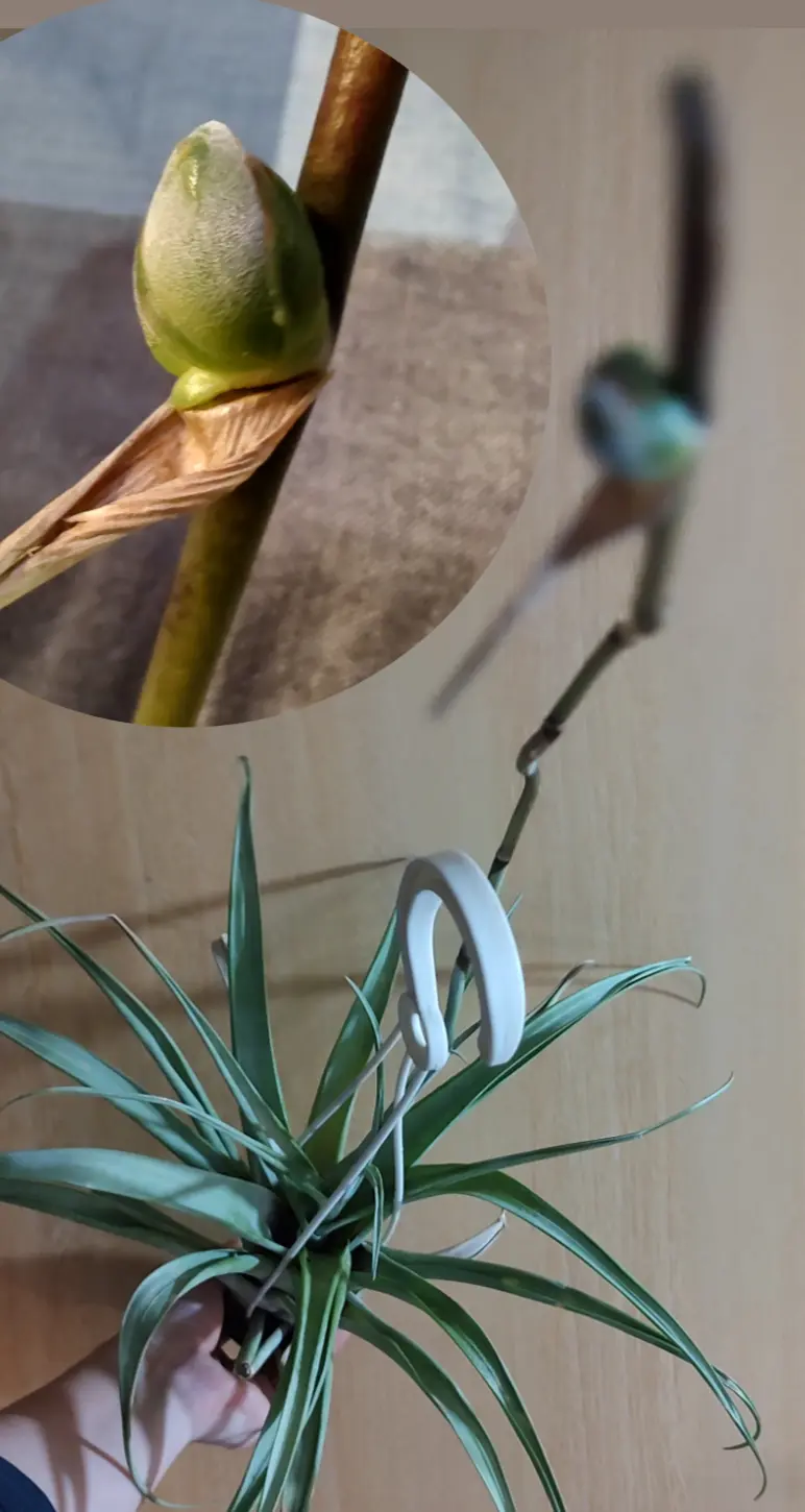 ティランジア フレキシオーサ