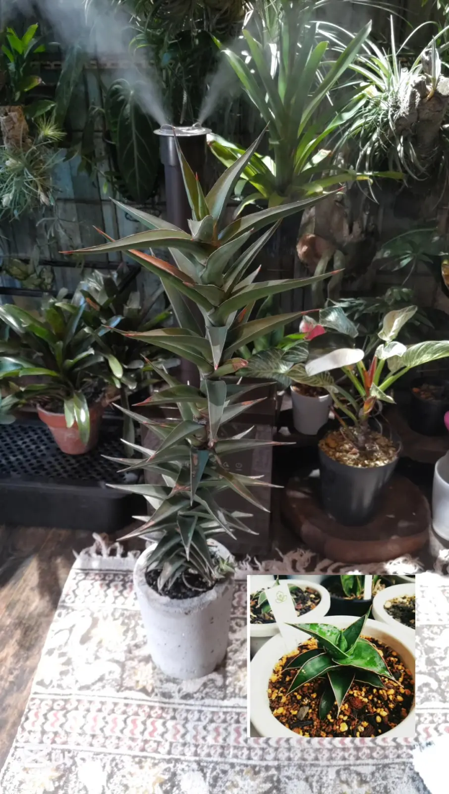 サンセベリア ピンギキュラ ?