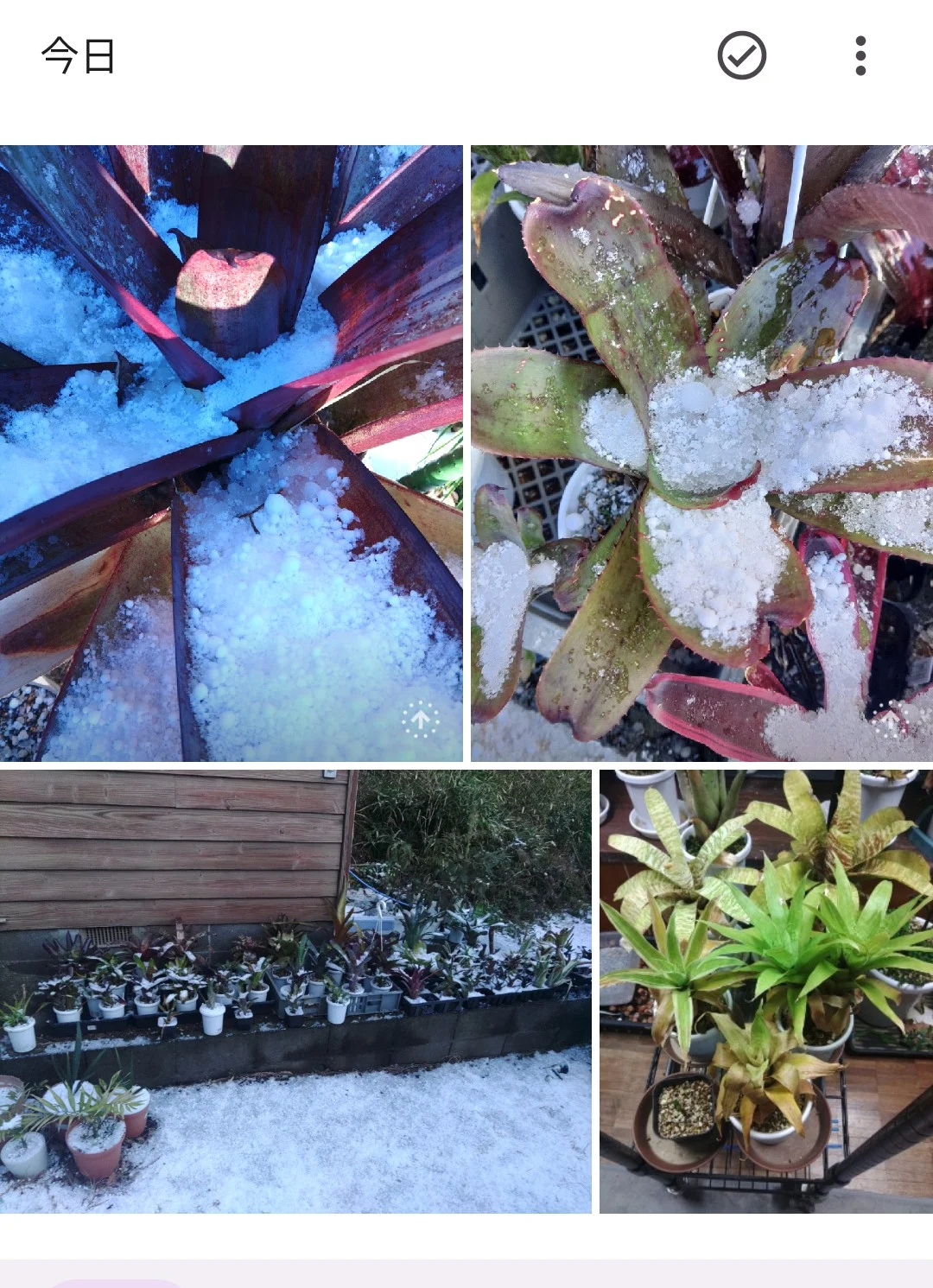 タンクブロメリア　氷漬け