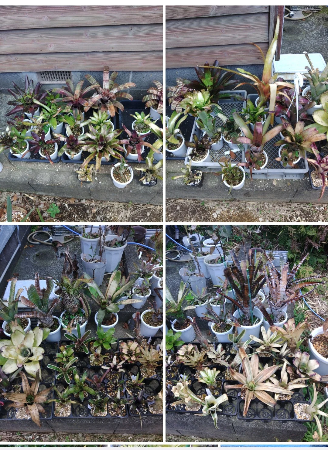 タンクブロメリア　氷漬け　その後