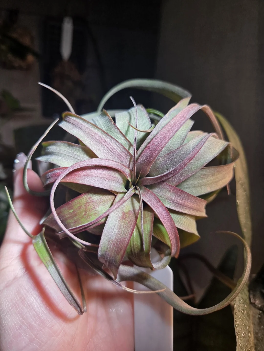 ティランジア エリックノブロック