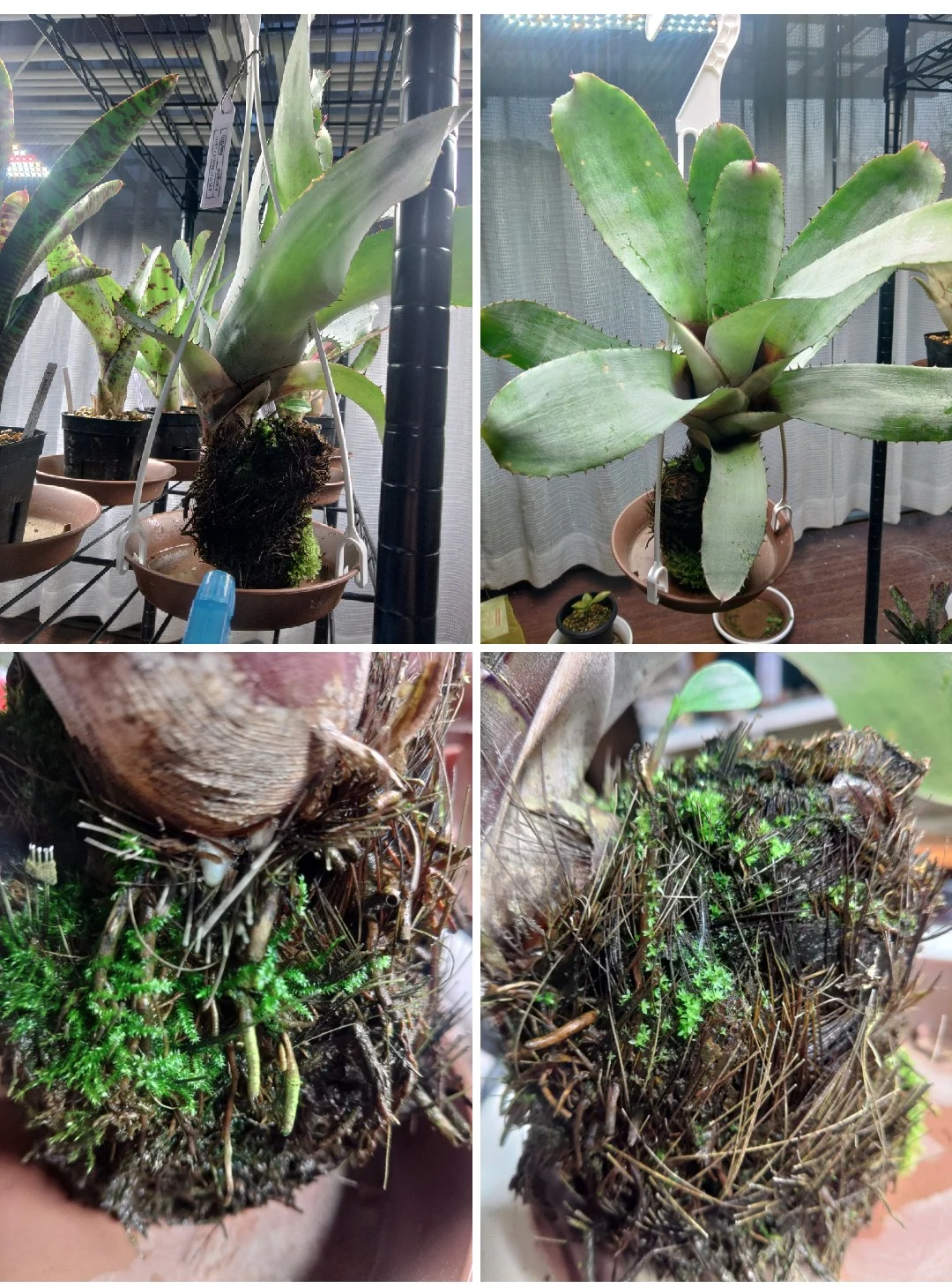 ネオレゲリア　カルカロドン　シルバー