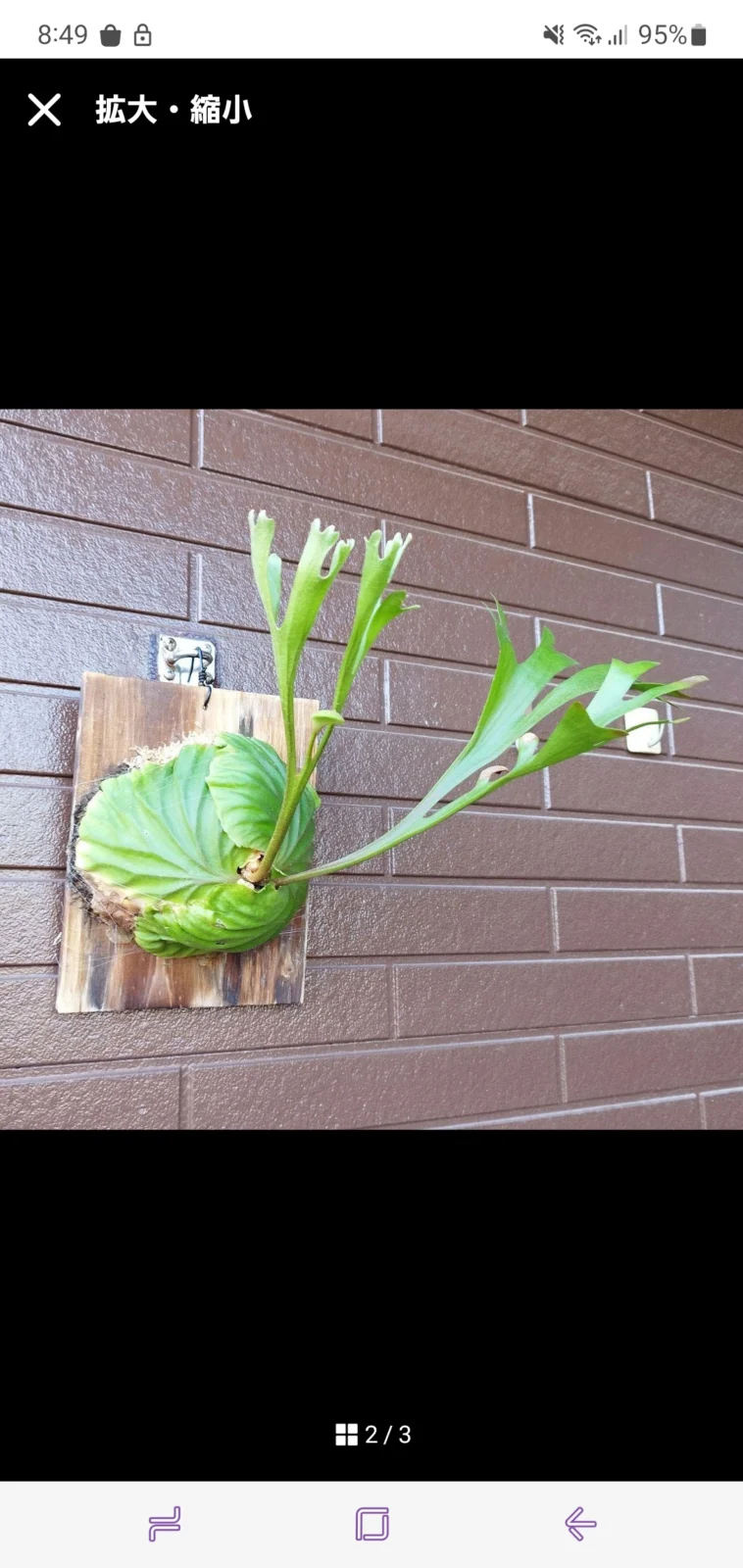 植え替える前のリドレイ