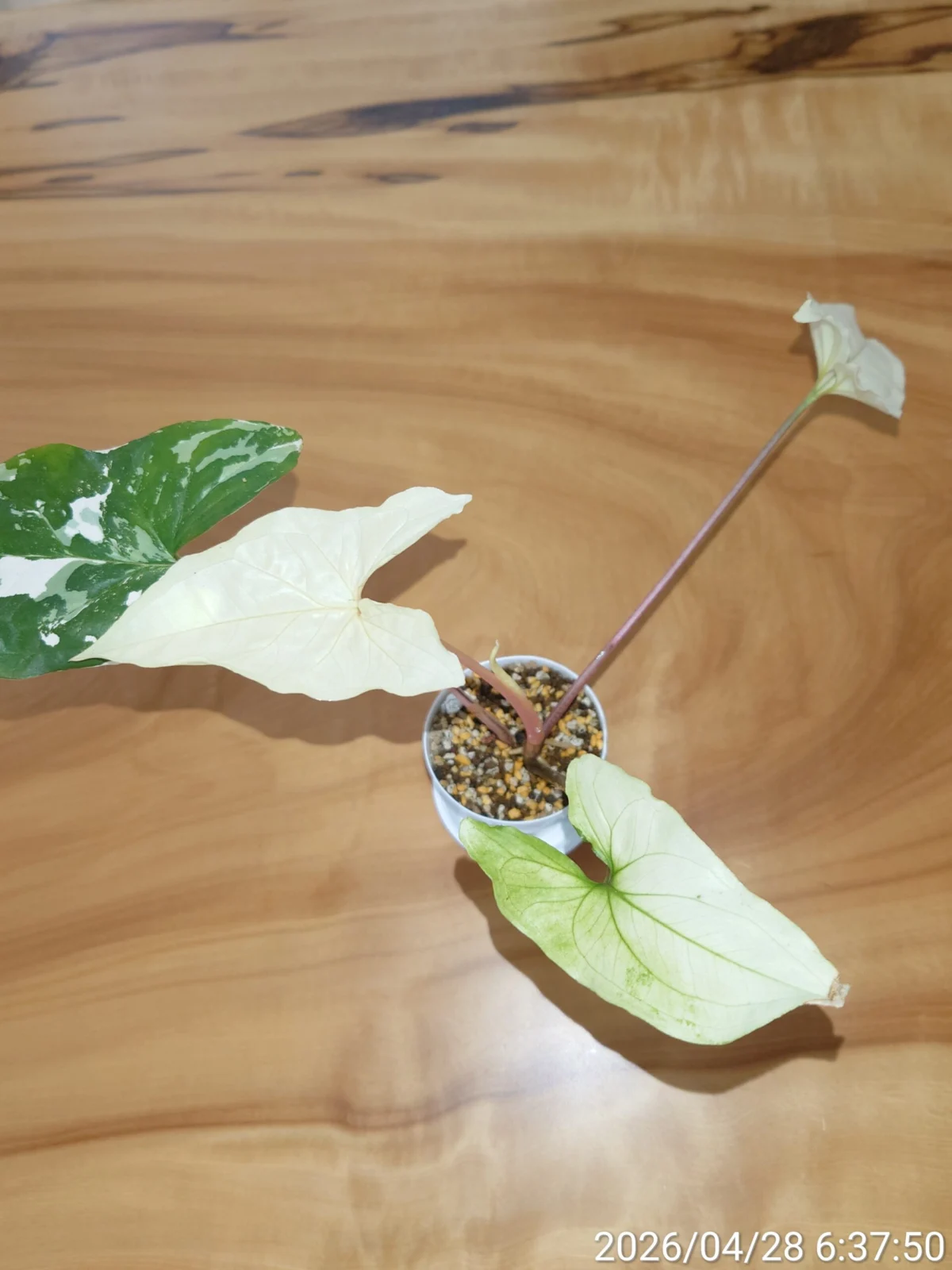 シンゴニウム フレンチマーブル おばけ