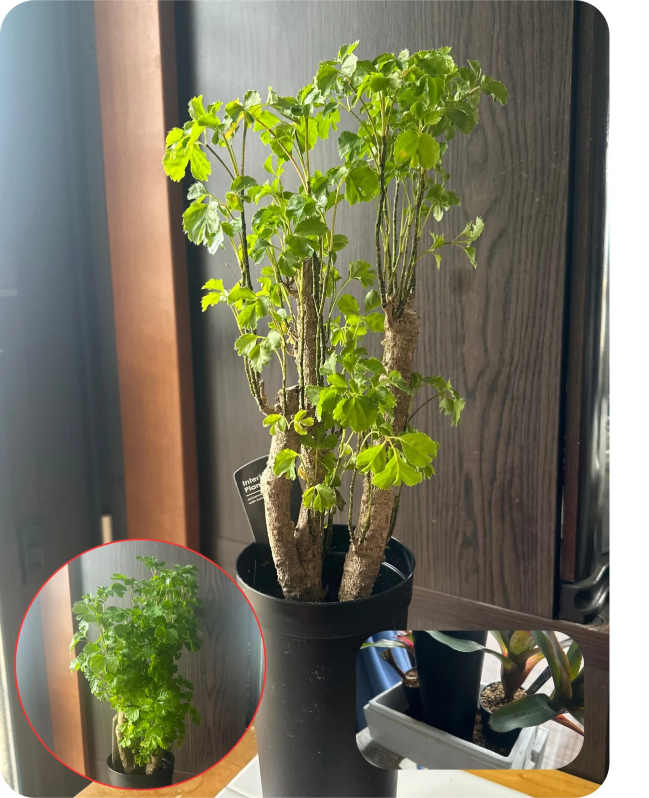 ポリシャス 葉落ち