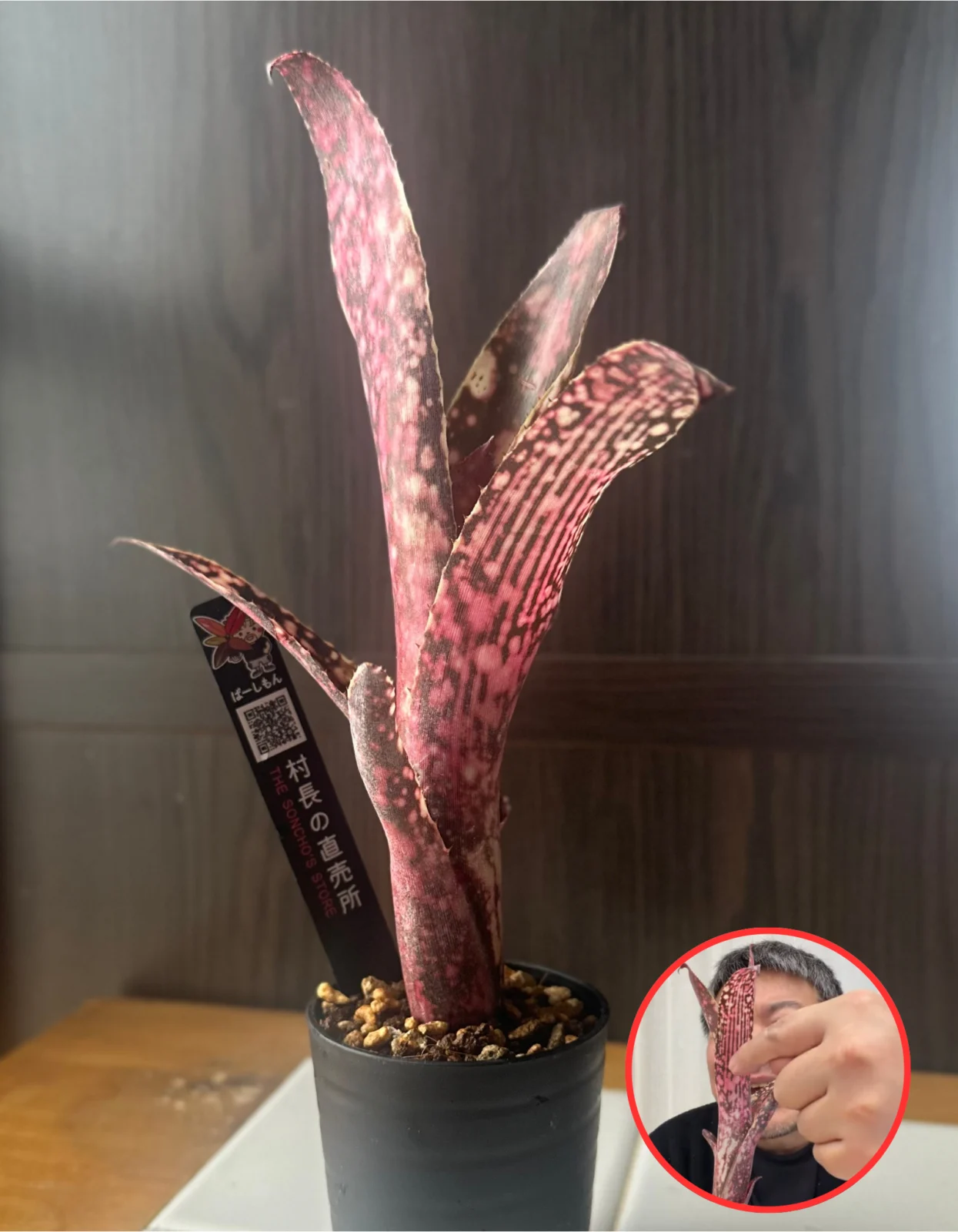 ビルベルギア キャリノ