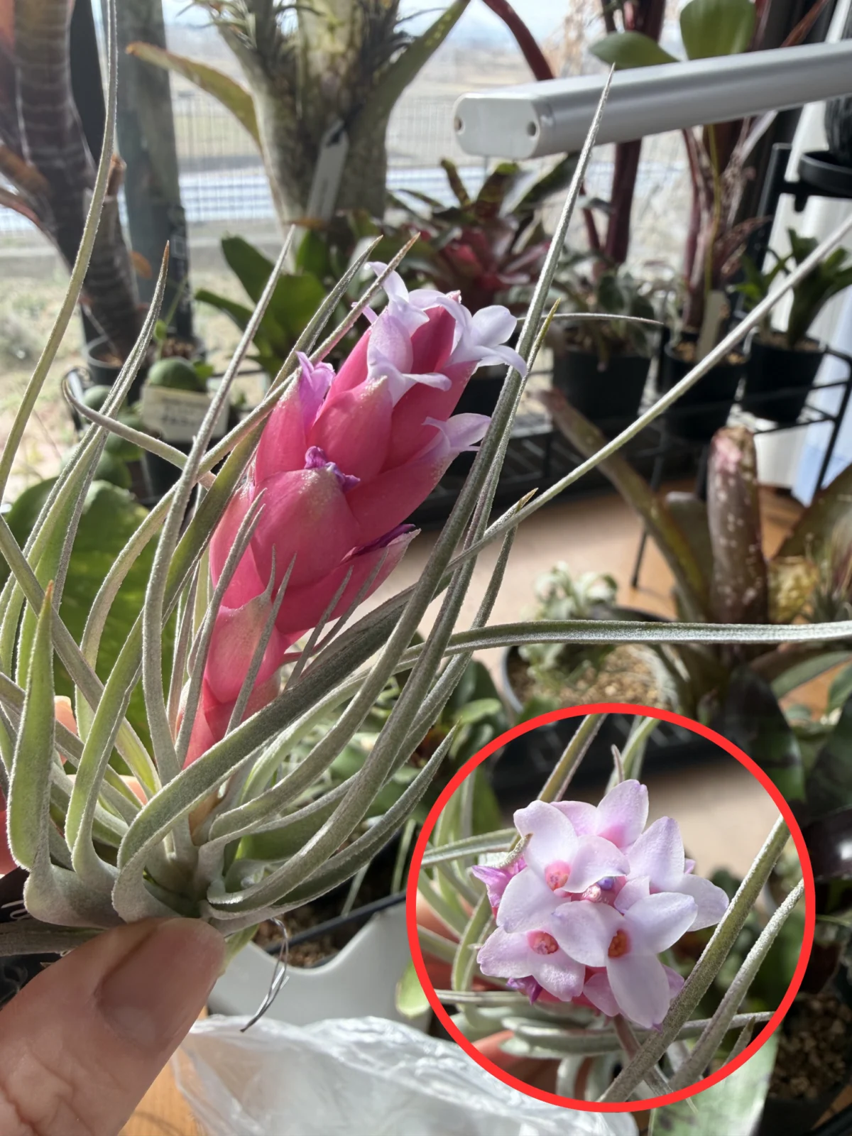 ティランジア ヒューストン 花