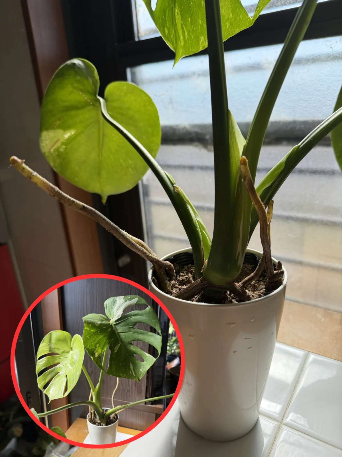 モンステラ 斑入り