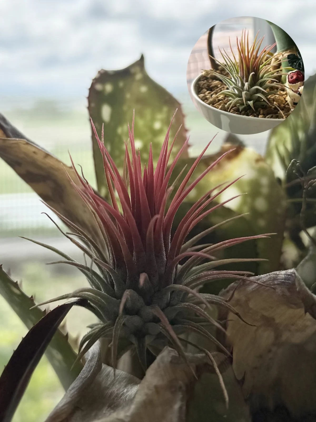 ティランジア イオナンタ ロシータ